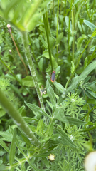 Cantharis rustica