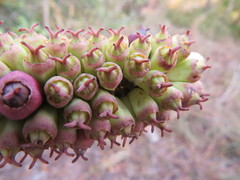 Cussonia nicholsonii