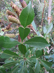 Cussonia nicholsonii