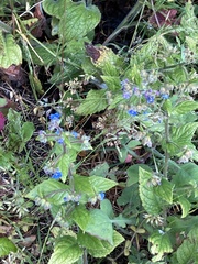 Pentaglottis sempervirens