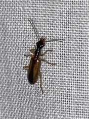 Leptotrachelus dorsalis