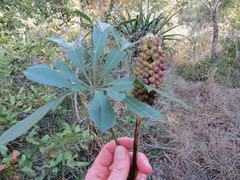 Cussonia nicholsonii