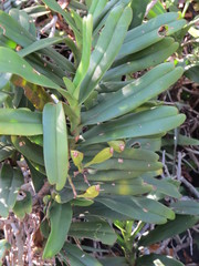 Cyrtorchis arcuata