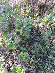 Cyrtorchis arcuata