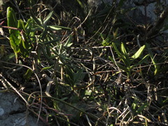 Cyrtorchis arcuata