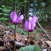 Cyclamen purpurascens immaculatum - Photo (c) martind,  זכויות יוצרים חלקיות (CC BY-NC), הועלה על ידי martind