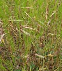 Bromus sterilis
