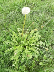 Taraxacum officinale
