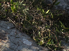 Cyrtorchis arcuata