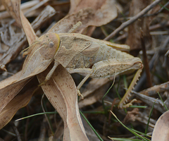 Prionotropis hystrix