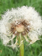 Taraxacum officinale
