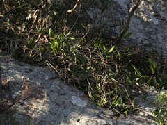 Cyrtorchis arcuata