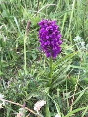 Dactylorhiza purpurella