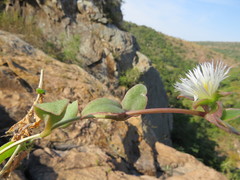 Delosperma lebomboense image