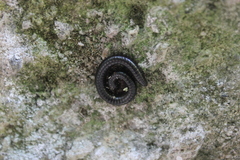 Pachyiulus oenologus