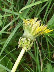 Taraxacum officinale