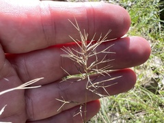 Aristida caput-medusae