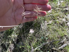 Aristida caput-medusae