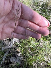 Aristida caput-medusae