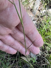 Aristida caput-medusae
