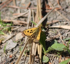 Carterocephalus