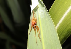 Cheiracanthium japonicum