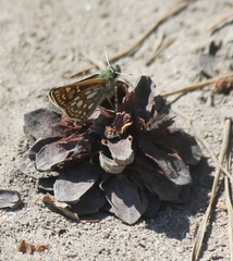 Carterocephalus