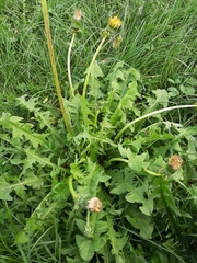 Taraxacum officinale