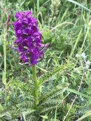 Dactylorhiza purpurella