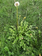 Taraxacum officinale