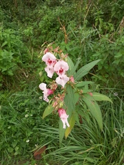 Impatiens glandulifera