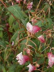 Impatiens glandulifera