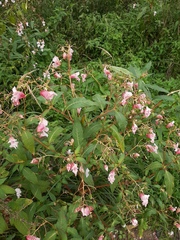 Impatiens glandulifera