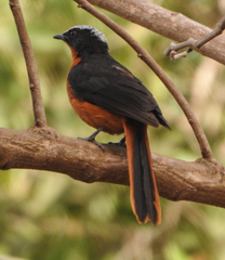 Cossypha albicapillus