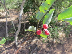 Monanthotaxis caffra