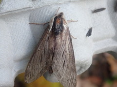 Sphinx poecila