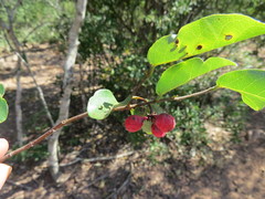 Monanthotaxis caffra