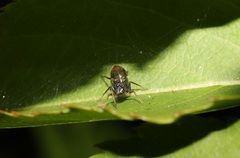 Myrmarachne japonica