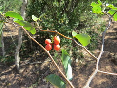 Monanthotaxis caffra