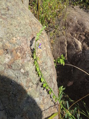 Polygala producta