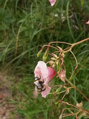 Bombus