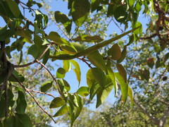 Secamone gerrardii