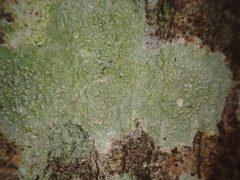 Pertusaria leioplaca