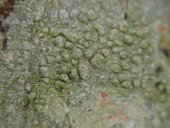 Pertusaria leioplaca