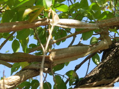 Secamone gerrardii