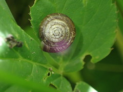 Trochulus striolatus