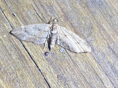 Eupithecia columbiata