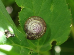 Trochulus striolatus