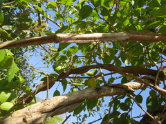 Secamone gerrardii