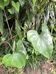 Dioscorea cirrhosa